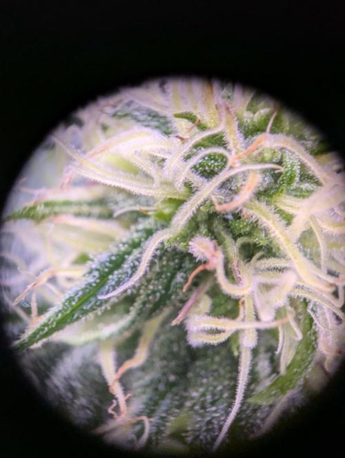 GMO Fast -  Gelato #45 - Critical Kush. Week 12 - Critical Kush