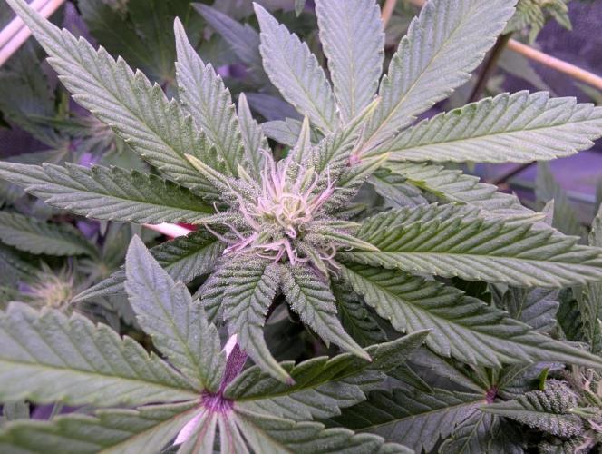 GMO Fast -  Gelato #45 - Critical Kush. Week 12 - GMO Fast