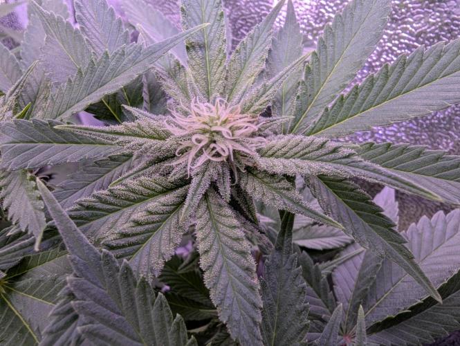 GMO Fast -  Gelato #45 - Critical Kush. Week 12 - Gelato #45