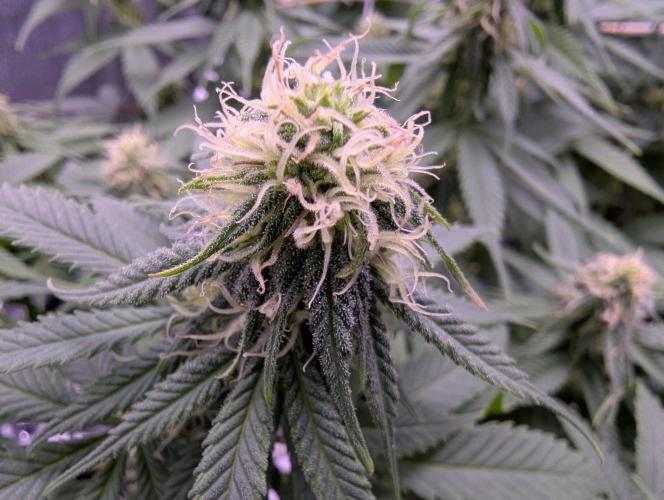 GMO Fast -  Gelato #45 - Critical Kush. Week 12 - Critical Kush