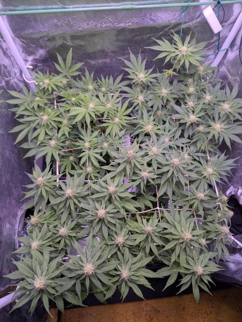GMO Fast -  Gelato #45 - Critical Kush. Week 12