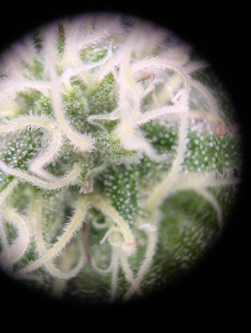 GMO Fast -  Gelato #45 - Critical Kush. Week 13 - GMO Fast