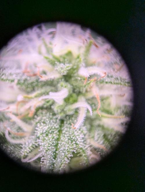 GMO Fast -  Gelato #45 - Critical Kush. Week 13 - Gelato #45