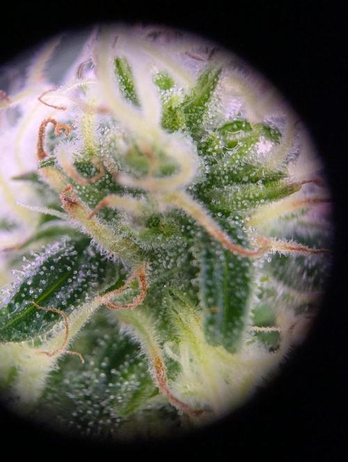 GMO Fast -  Gelato #45 - Critical Kush. Week 13 - Critical Kush