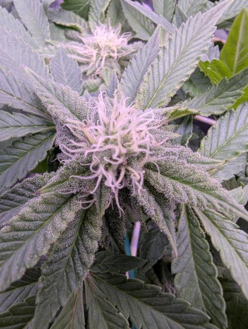 GMO Fast -  Gelato #45 - Critical Kush. Week 13 - GMO Fast