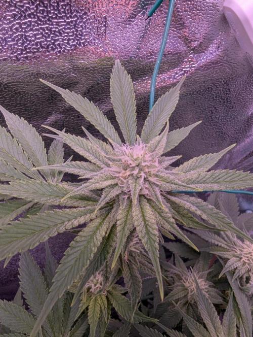 GMO Fast -  Gelato #45 - Critical Kush. Week 13 - Gelato #45