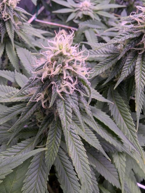 GMO Fast -  Gelato #45 - Critical Kush. Week 13 - Critical Kush
