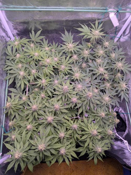 GMO Fast -  Gelato #45 - Critical Kush. Week 13