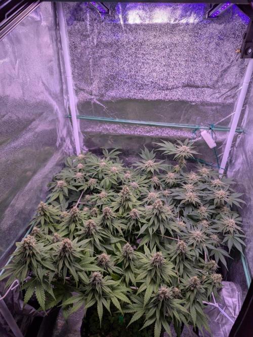 GMO Fast -  Gelato #45 - Critical Kush. Week 14 - them all