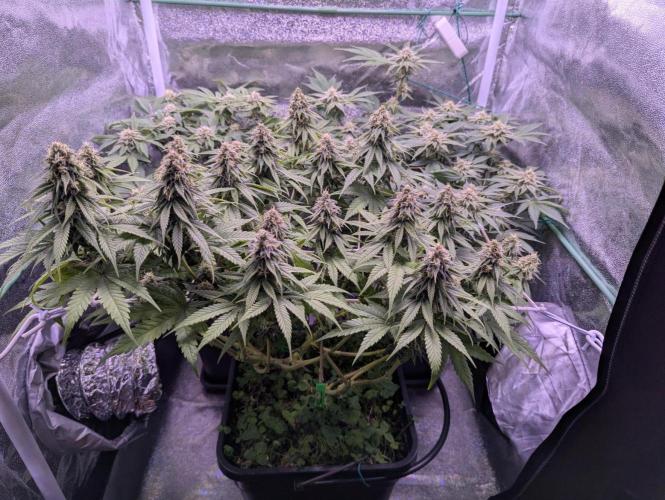 GMO Fast -  Gelato #45 - Critical Kush. Week 14 - Lauter Türmchen ;-)