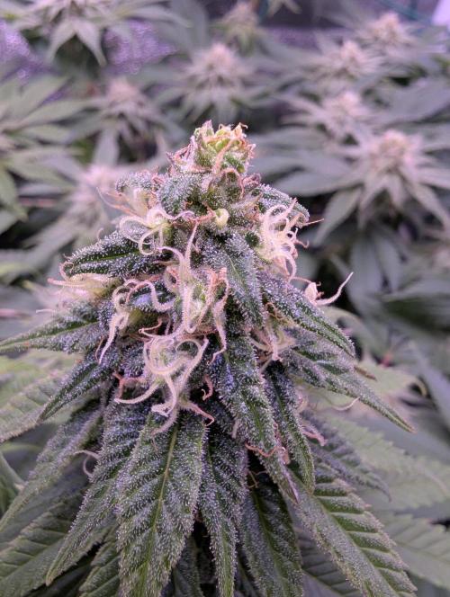 GMO Fast -  Gelato #45 - Critical Kush. Week 14 - Critical Kush