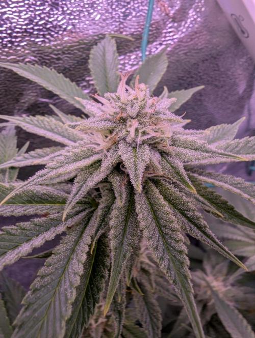 GMO Fast -  Gelato #45 - Critical Kush. Week 14 - Gelato #45