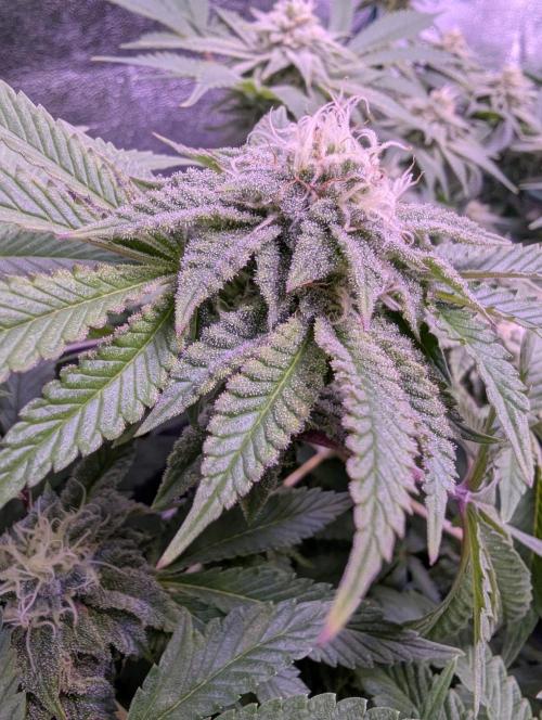GMO Fast -  Gelato #45 - Critical Kush. Week 14 - GMO Fast