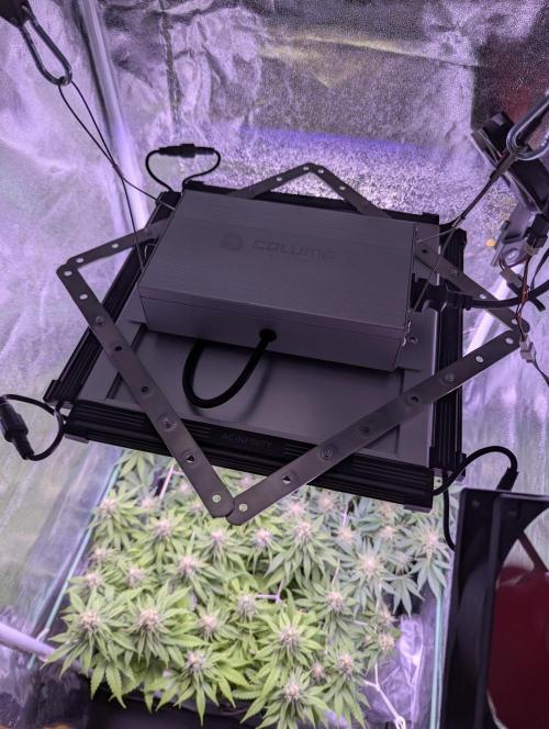 GMO Fast -  Gelato #45 - Critical Kush. Week 14 - Ionbeams rund um Caluma