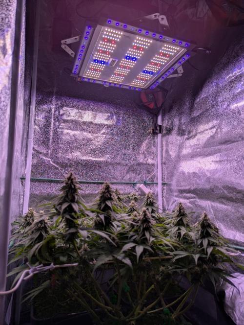 GMO Fast -  Gelato #45 - Critical Kush. Week 14 - Ionbeams rund um Caluma