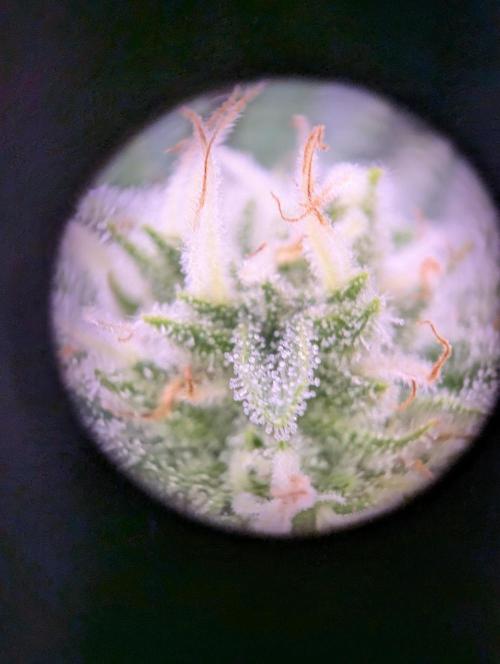 GMO Fast -  Gelato #45 - Critical Kush. Week 14 - GMO Fast