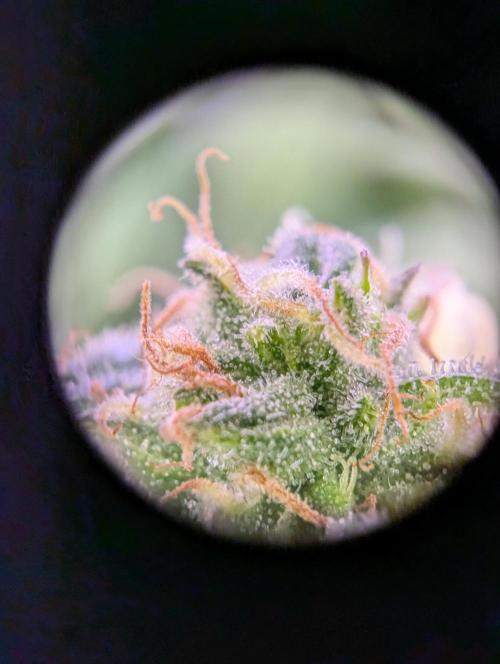 GMO Fast -  Gelato #45 - Critical Kush. Week 14 - Gelato #45