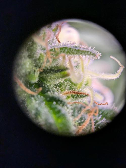 GMO Fast -  Gelato #45 - Critical Kush. Week 14 - Critical Kush