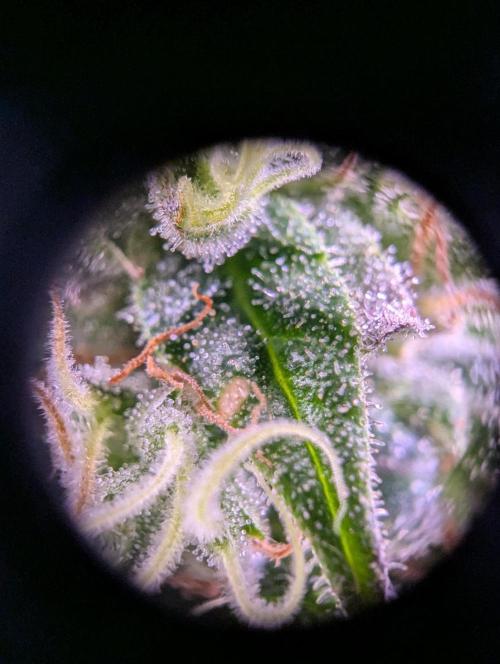 GMO Fast -  Gelato #45 - Critical Kush. Week 15 - Critical Kush