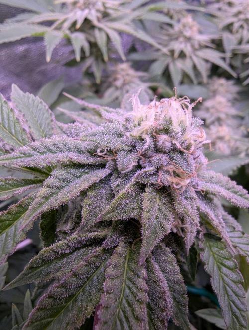 GMO Fast -  Gelato #45 - Critical Kush. Week 15 - GMO Fast