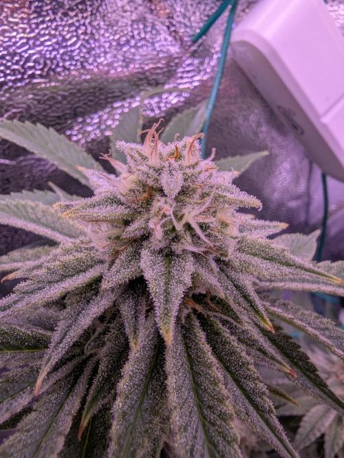 GMO Fast -  Gelato #45 - Critical Kush. Week 15 - Gelato #45