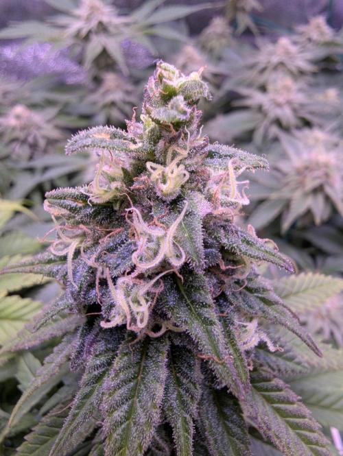 GMO Fast -  Gelato #45 - Critical Kush. Week 15 - Critical Kush