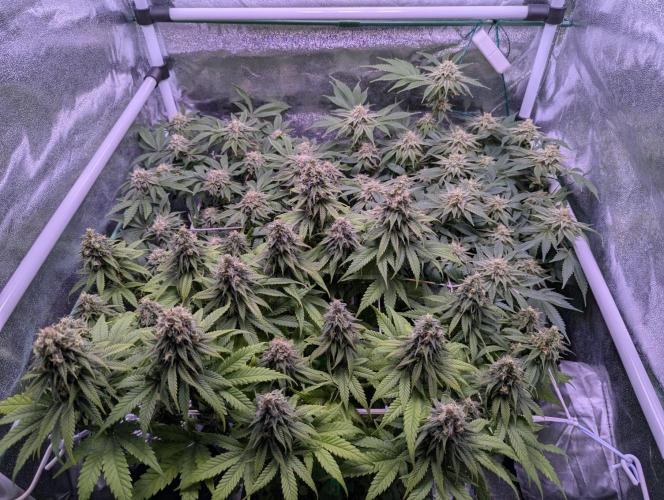 GMO Fast -  Gelato #45 - Critical Kush. Week 15