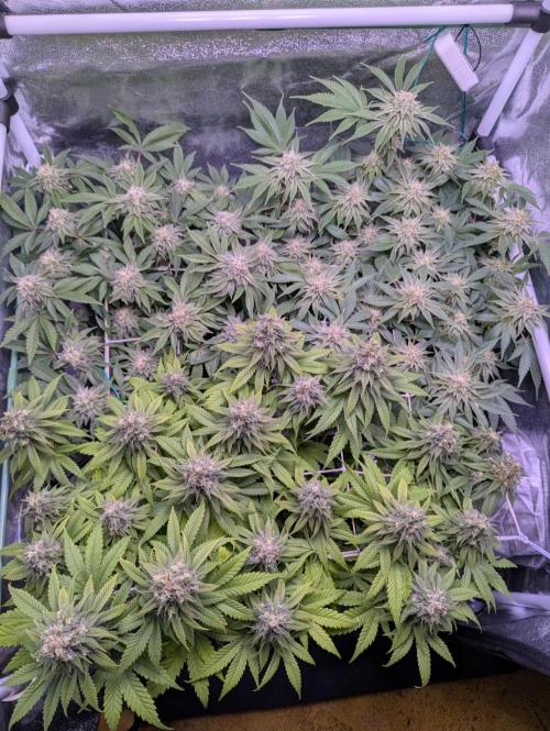 GMO Fast -  Gelato #45 - Critical Kush. Week 15