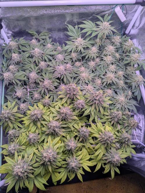GMO Fast -  Gelato #45 - Critical Kush. Week 16