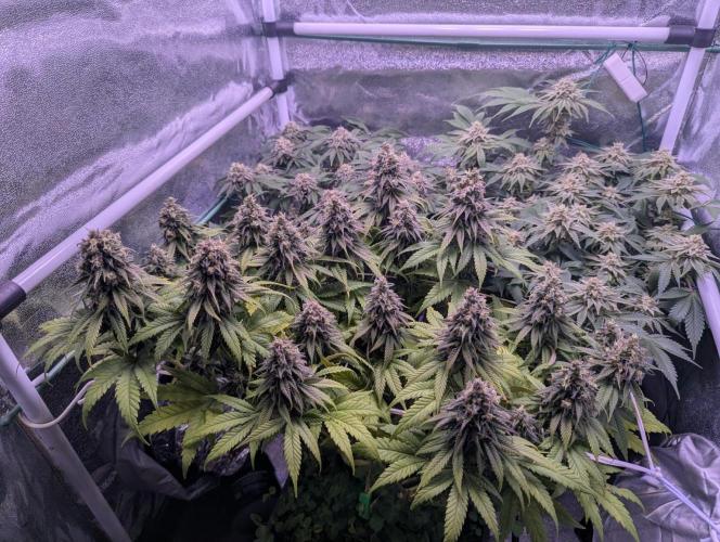 GMO Fast -  Gelato #45 - Critical Kush. Week 16