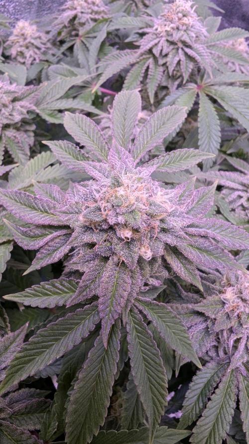 GMO Fast -  Gelato #45 - Critical Kush. Week 16 - GMO Fast