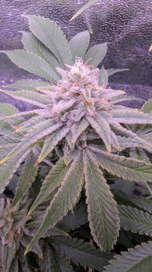 GMO Fast -  Gelato #45 - Critical Kush. Week 16 - Gelato #45