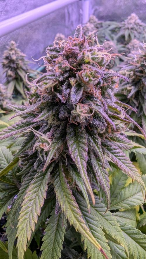 GMO Fast -  Gelato #45 - Critical Kush. Week 16 - Critical Kush