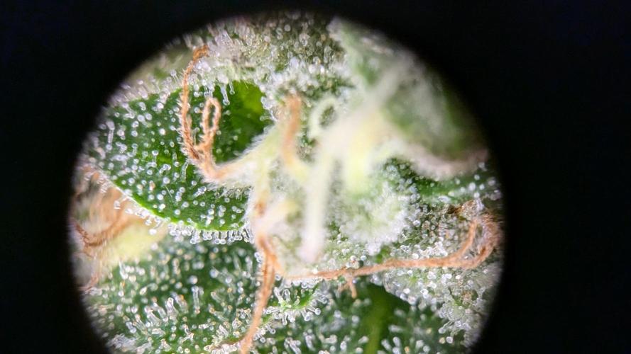 GMO Fast -  Gelato #45 - Critical Kush. Week 16 - GMO Fast