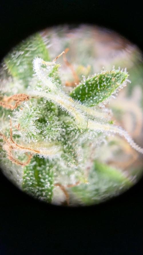 GMO Fast -  Gelato #45 - Critical Kush. Week 16 - Gelato #45