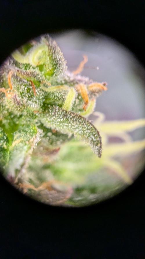 GMO Fast -  Gelato #45 - Critical Kush. Week 16 - Critical Kush