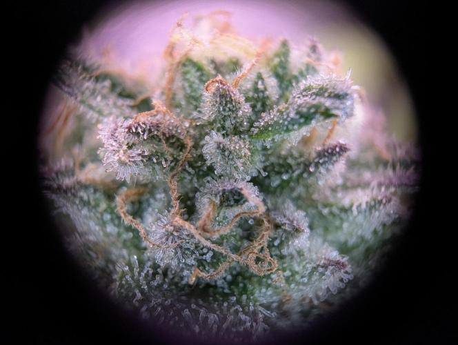 GMO Fast -  Gelato #45 - Critical Kush. Week 17 - GMO Fast