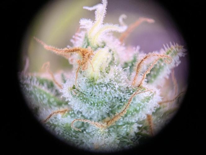 GMO Fast -  Gelato #45 - Critical Kush. Week 17 - Gelato #45