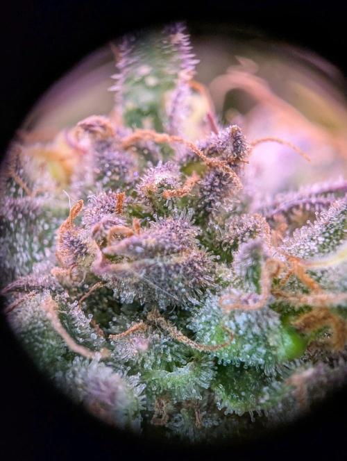 GMO Fast -  Gelato #45 - Critical Kush. Week 17 - Critical Kush