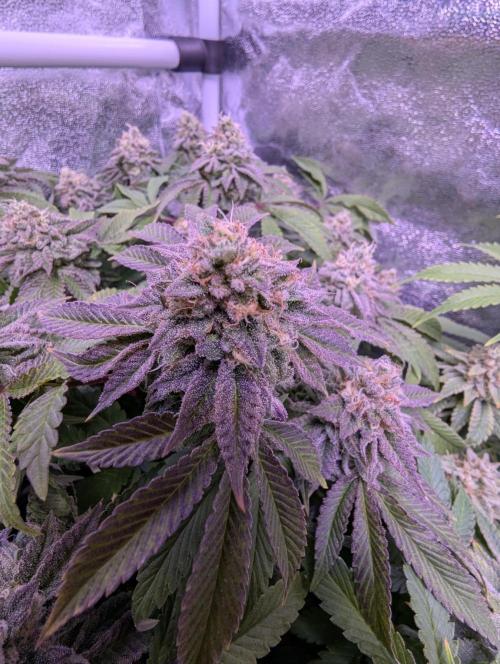 GMO Fast -  Gelato #45 - Critical Kush. Week 17 - GMO Fast