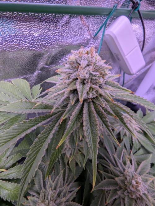 GMO Fast -  Gelato #45 - Critical Kush. Week 17 - Gelato #45