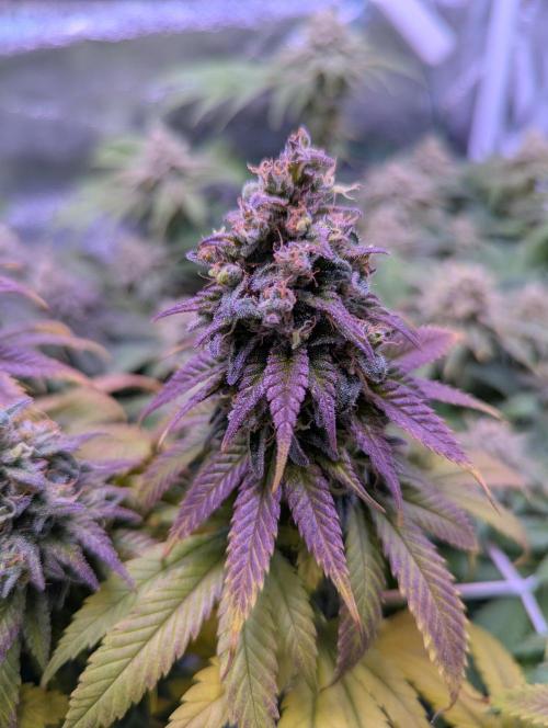 GMO Fast -  Gelato #45 - Critical Kush. Week 17 - Critical Kush