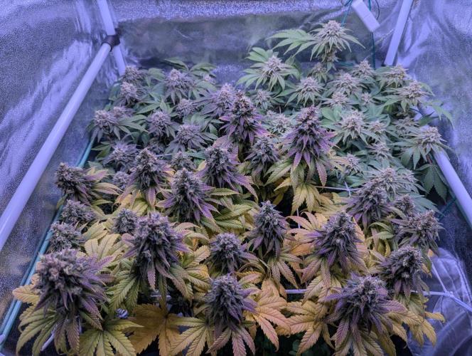 GMO Fast -  Gelato #45 - Critical Kush. Week 17