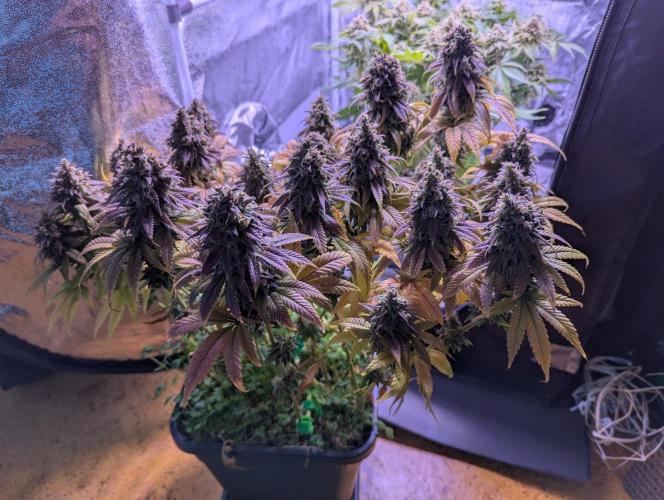 GMO Fast -  Gelato #45 - Critical Kush. Week 18