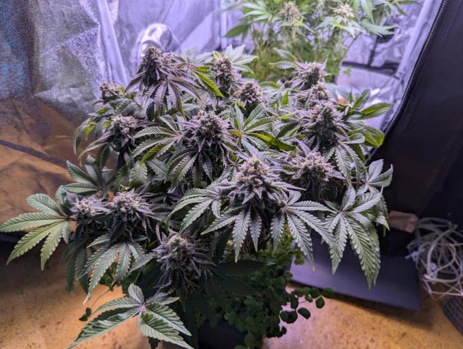 GMO Fast -  Gelato #45 - Critical Kush. Week 18