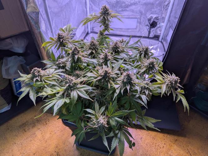 GMO Fast -  Gelato #45 - Critical Kush. Week 18