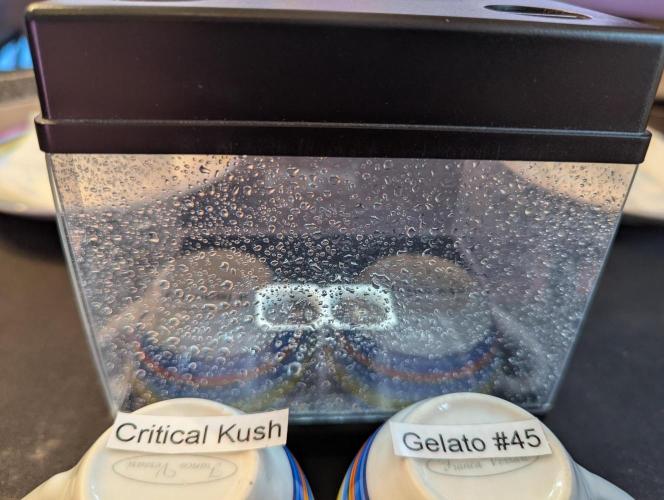 Gelato #45 + Critical Kush Indoor 60x60. Week 0