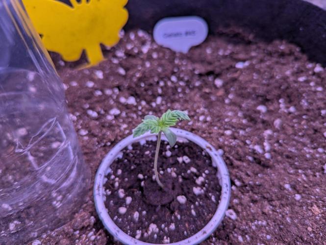 Gelato #45 + Critical Kush Indoor 60x60. Week 1