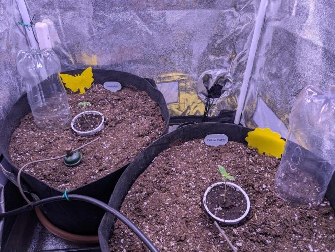 Gelato #45 + Critical Kush Indoor 60x60. Week 1
