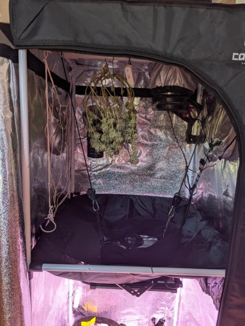 Gelato #45 + Critical Kush Indoor 60x60. Week 1